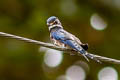 Whiskered Treeswift Hemiprocne comata comata