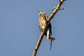 Whiskered Treeswift Hemiprocne comata comata