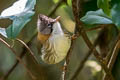 Whiskered Yuhina Yuhina flavicollis rogersi