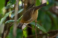 Whiskered Yuhina Yuhina flavicollis rogersi