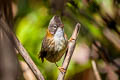 Whiskered Yuhina Yuhina flavicollis rogersi