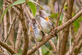 Whiskered Yuhina Yuhina flavicollis rogersi