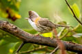 Whiskered Yuhina Yuhina flavicollis rogersi