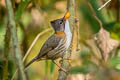 Whiskered Yuhina Yuhina flavicollis rogersi