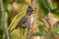 Whiskered Yuhina Yuhina flavicollis rogersi