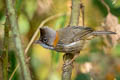 Whiskered Yuhina Yuhina flavicollis rogersi