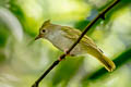 White-bellied Erpornis Erpornis zantholeuca zantholeuca