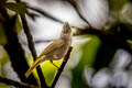 White-bellied Erpornis Erpornis zantholeuca canescens