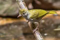 White-bellied Erpornis Erpornis zantholeuca zantholeuca