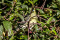 White-bellied Green Pigeon Treron sieboldii murielae