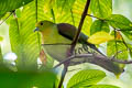 White-bellied Green Pigeon Treron sieboldii murielae