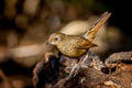 White-bellied Redstart Luscinia phaenicuroides ichangensis