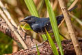 White-bellied Redstart Luscinia phaenicuroides ichangensis