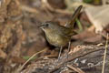 White-bellied Redstart Luscinia phaenicuroides ichangensis