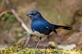 White-bellied Redstart Luscinia phaenicuroides ichangensis