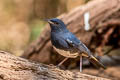 White-bellied Redstart Luscinia phaenicuroides ichangensis