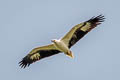 White-bellied Sea Eagle Haliaeetus leucogaster