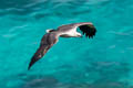 White-bellied Sea Eagle Haliaeetus leucogaster