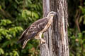 White-bellied Sea Eagle Haliaeetus leucogaster