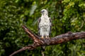 White-bellied Sea Eagle Haliaeetus leucogaster