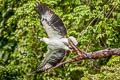 White-bellied Sea Eagle Haliaeetus leucogaster