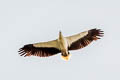 White-bellied Sea Eagle Haliaeetus leucogaster