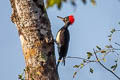 White-bellied Woodpecker Dryocopus javensis feddeni
