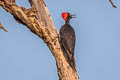 White-bellied Woodpecker Dryocopus javensis feddeni