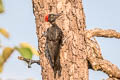 White-bellied Woodpecker Dryocopus javensis feddeni