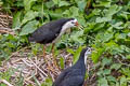 White-breasted Waterhen Amaurornis phoenicurus phoenicurus