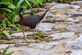 White-breasted Waterhen Amaurornis phoenicurus phoenicurus