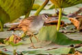 White-browed Crake Poliolimnas cinereus