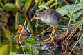 White-browed Crake Poliolimnas cinereus