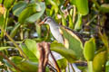 White-browed Crake Poliolimnas cinereus