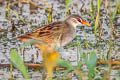 White-browed Crake Poliolimnas cinereus