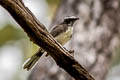 White-browed Fantail Rhipidura aureola burmanica