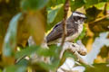 White-browed Fantail Rhipidura aureola burmanica