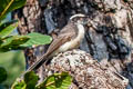 White-browed Fantail Rhipidura aureola burmanica