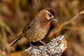 White-browed Laughingthrush Pterorhinus sannio cornis