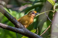 White-browed Piculet Sasia ochracea ochracea