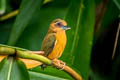 White-browed Piculet Sasia ochracea ochracea