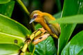 White-browed Piculet Sasia ochracea ochracea