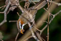 White-browed Scimitar Babbler Pomatorhinus schisticeps ripponi