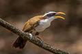 White-browed Scimitar Babbler Pomatorhinus schisticeps olivaceus