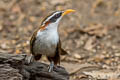 White-browed Scimitar Babbler Pomatorhinus schisticeps olivaceus