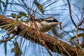 White-browed Shrike-babbler Pteruthius aeralatus aeralatus