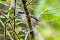 White-browed Shrike-babbler Pteruthius aeralatus aeralatus