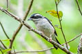 White-browed Shrike-babbler Pteruthius aeralatus aeralatus