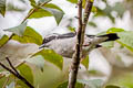 White-browed Shrike-babbler Pteruthius aeralatus aeralatus
