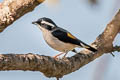 White-browed Shrike-babbler Pteruthius aeralatus aeralatus